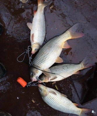 奇葩的釣魚餌料“紫菜”野釣鯉魚殺傷力巨大!